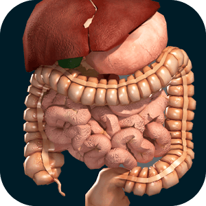 Organs 3D: Anatomy