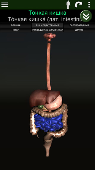 Organs 3D: Anatomy скриншот 2