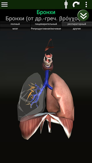 Organs 3D: Anatomy скриншот 3